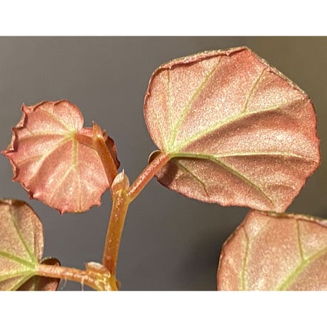 Begonia sp. from Sarawak