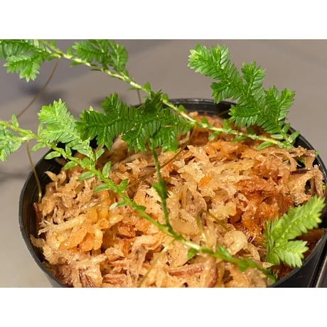 Selaginella sp. from Iquitos Peru [tanakay]