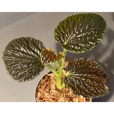 Peperomia sp. from Ecuador