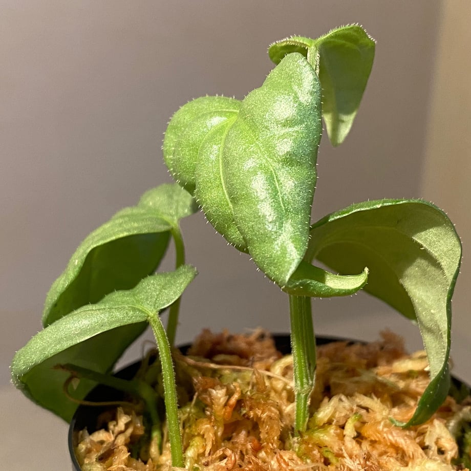 621f55b923c2aa1808b178a7