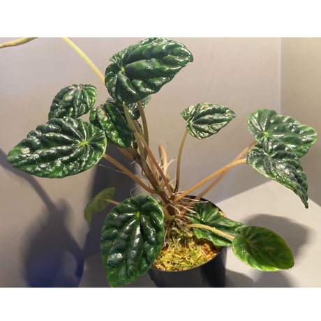 Peperomia meridiana from Ecuador [tanakay]