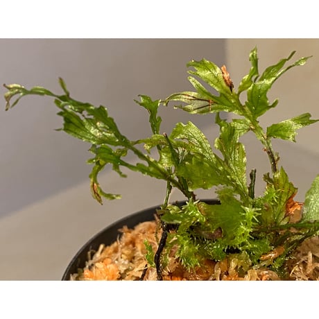 Crepidomanes auriculatum 屋久島産 [KSB]