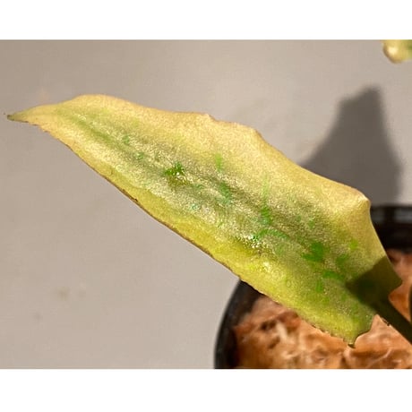 Cryptocoryne xagusii [TB]