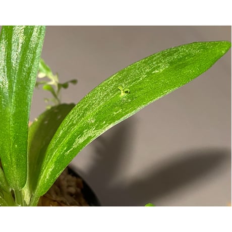 Schismatoglottis sp. "初霜錦" from Murung raya [LA0515-05]