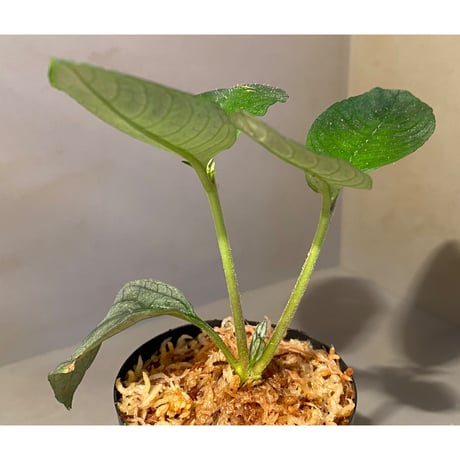 Ophiorrhiza? sp. "Kab. Sanggau" Kal barat [TB]