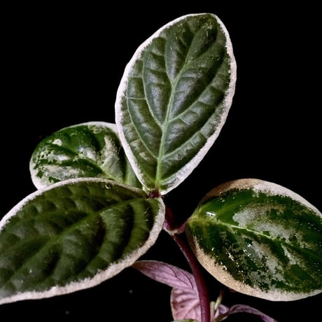 Cosmianthemum bullatum [LA0515-02]