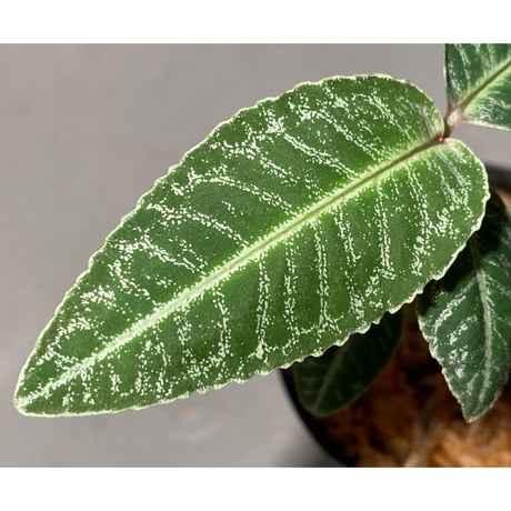 Labisia sp. " Silver Net" BNN from Sibolga timur [AZ1016-2]