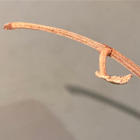 Pterisanthes sp. from Sabah-1 [R0515-01a]