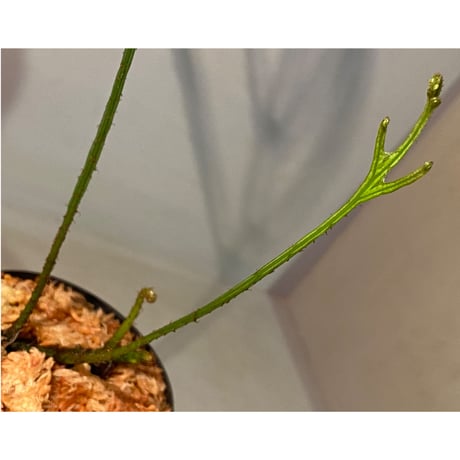 Microsorium sp. from Saripoi [LA0515-02] ②