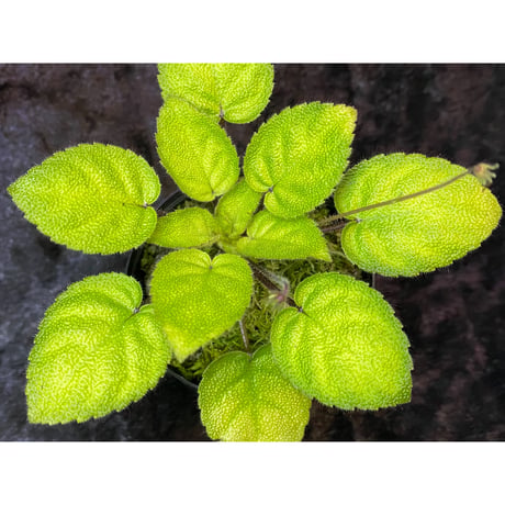 Gesneriaceae sp. from Kalimantan [NT ORCHID]