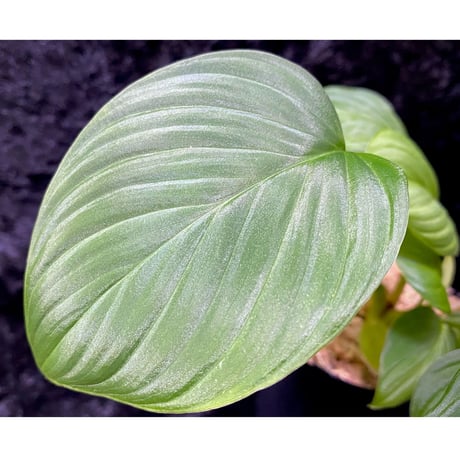 Homalomena sp. "Aceh selatan" Aceh Sumatra [TB]