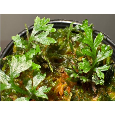 (3本植え) Trichomanes sp. from Iquitos Peru [tanakay]