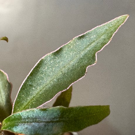 Labisia sp. from Sekadau West Kalimantan