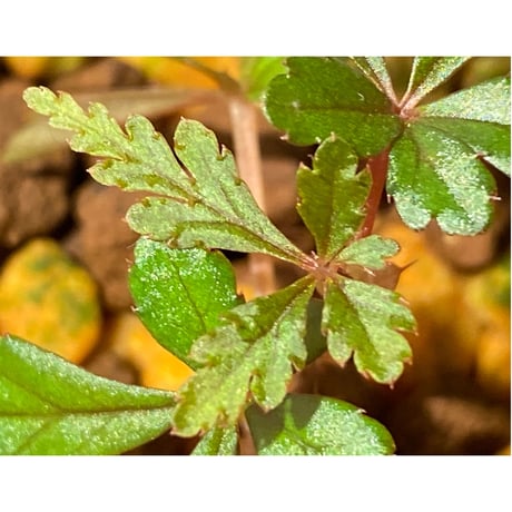 Begonia polilloensis