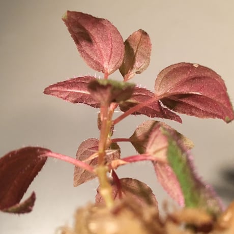 Sonerila sp. from Madagui villege Lam Dong Province. South Vietnam