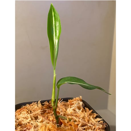 Aglaonema vittatum “Pinwheel" from Pulau Lingga [STY]