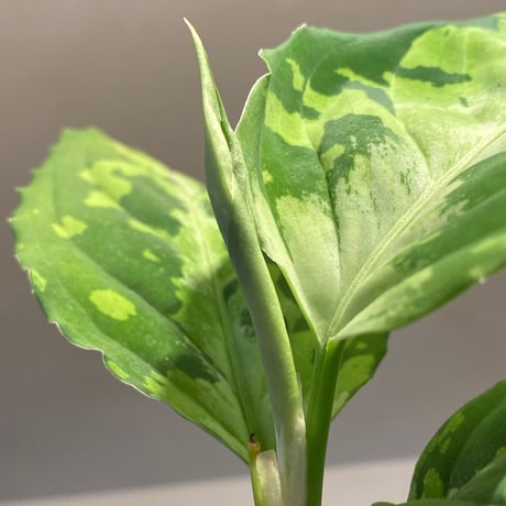Aglaonema pictum from Sumatera Utara [KN]