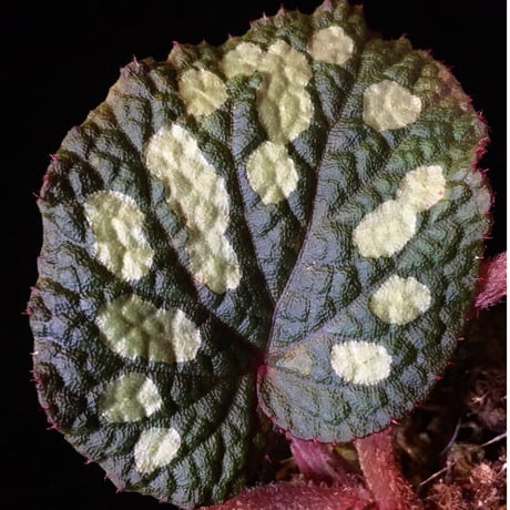 Begonia sp. from Tuyen Quang [YH1117] TK