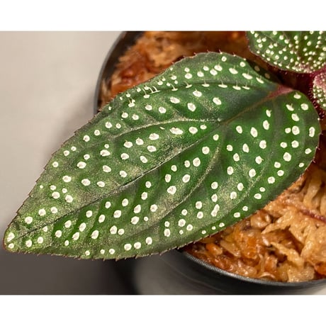 Sonerila sp. wf1 from Phang Nga Thailand [KZT]