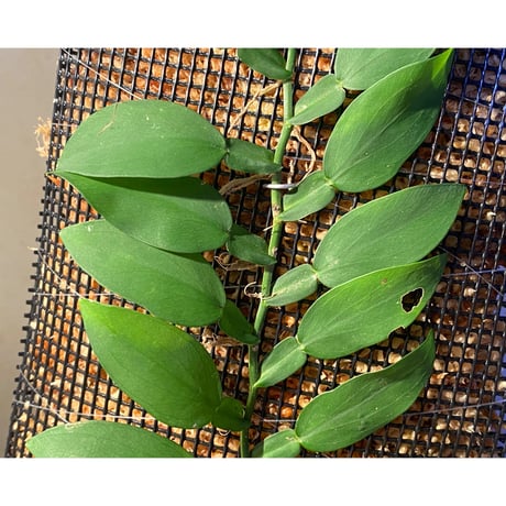 (特大株) Epipremnum sp. from Khlong Yai Trat Thailand