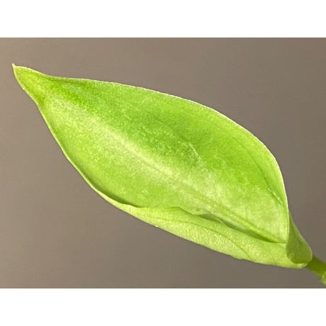 Aglaonema pictum "Eureka Mk-2" DFS from Sumatra barat [AZ0912-1] ①