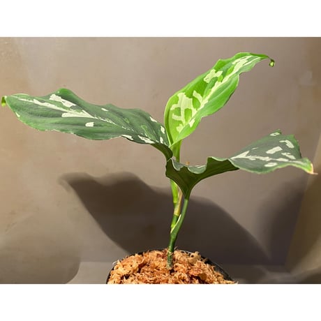 Aglaonema pictum "草わるん18" from Tigalingga [ AZ0818-6h]