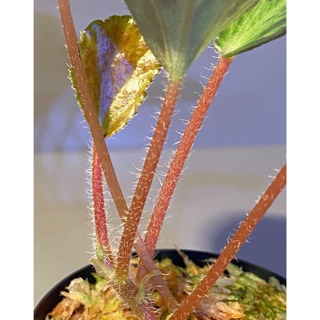 Begonia blancii