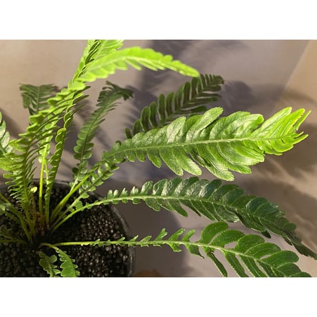 (大株) Blechnum obtusatum var. obtusatum from New Caledonia (固有種)