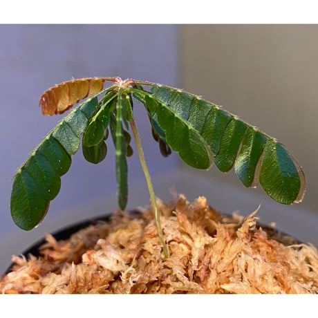 Biophytum cf. sensitivum [LA]
