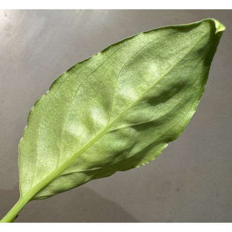 (タグ付き2芽) Aglaonema pictum CW1507 モザイク from Sumatera barat [TB]