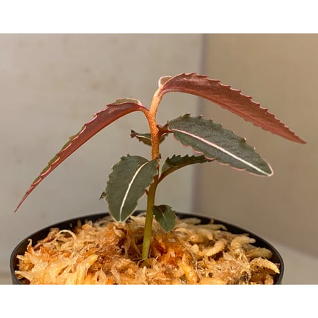 Labisia pumila from Solok sumatera [LA0117-01]