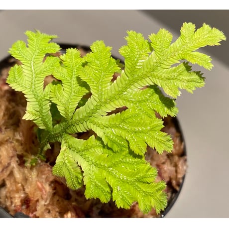 Selaginella biformis [STRINGE PLANTS]