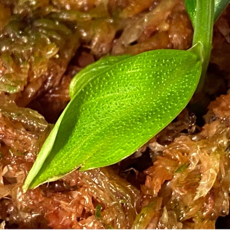 Homalomena hasei "狐尾" from Aceh sumatera [LA0616-04]