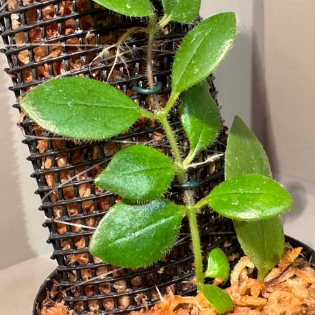 Aeschynanthus sp. from South Sulawesi [STRINGE PLANTS]