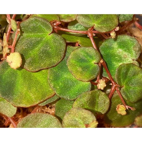 Begonia lichenora (sp.Mini) from Kalimantan Sarawak border [LA]