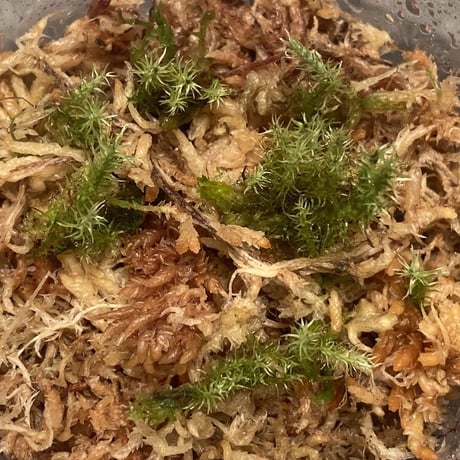 Moss "Sumatra utara" Sumatra [TB]