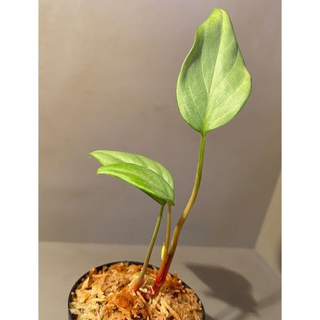 Homalomena sp."Perl Green Velvet" from Pulau Lingga [KN]