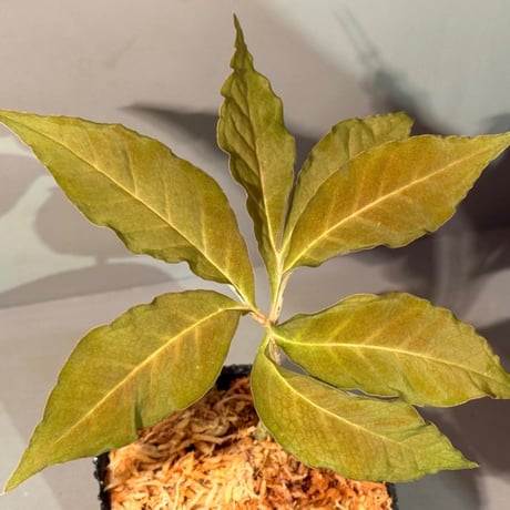Amorphophallus pendulus from Kapuas hulu West Kalimantan