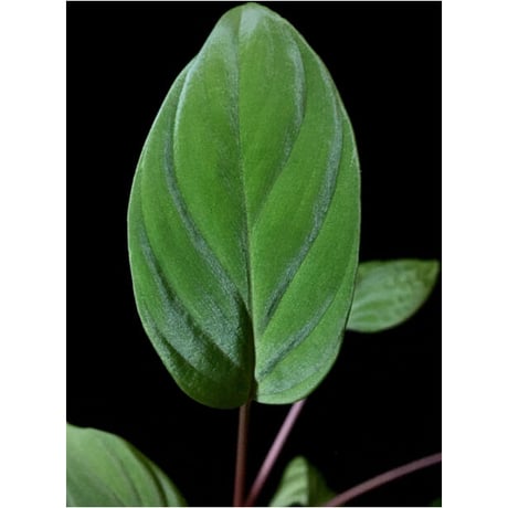 Homalomena sp. from Ranau [TK210217]