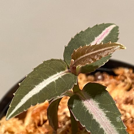 Labisia sp. from Kapuas hulu Kalimantan barat