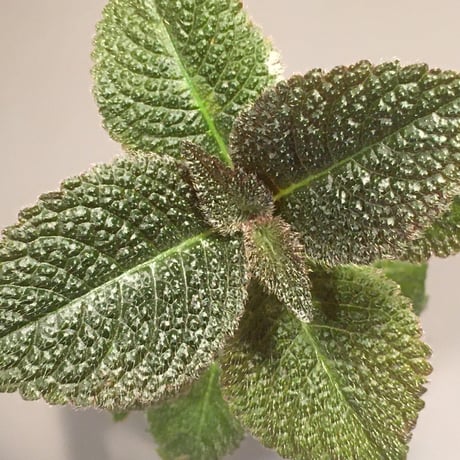 Cyrtandra sp. from Sabah [R0515-01a]