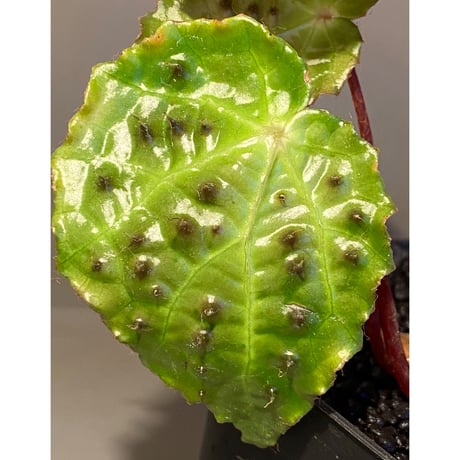 Begonia ferox from Northern Vietnam ③