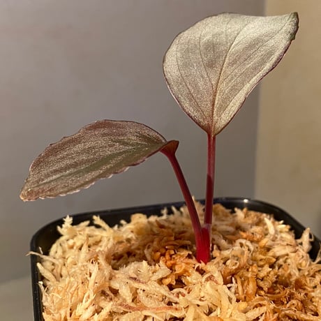 Homalomena sp. "Imperial Japanese Navy" from Resum P.Lingga [AZ0517-11]
