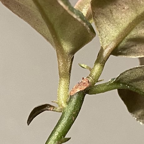 Ardisia malauiana from Kalimantan barat
