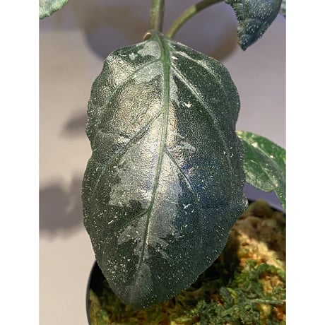 Gymnostachyum sp. from Aceh sumatera [LA1116-02]