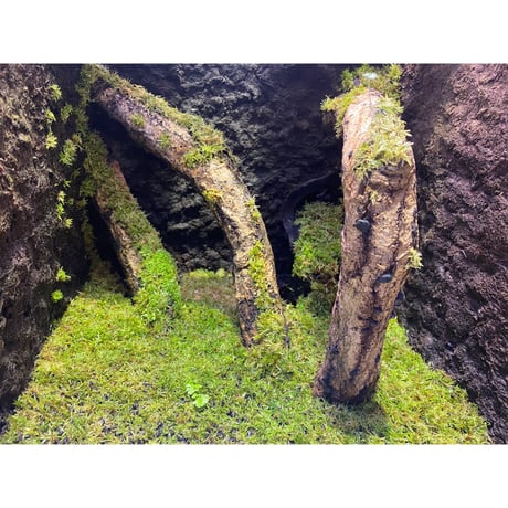 Moss from Ipoh State Malaysia