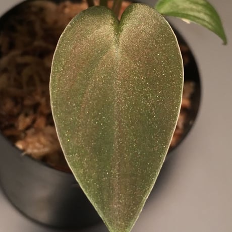 Homalomena sp. from Kapuas Hilir