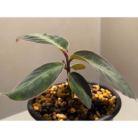Ardisia malauiana from Sanggau kalimantan