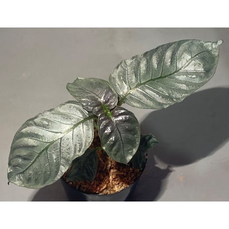 Ophiorriza sp. "鋼" from Aceh Selatan [HW0816-03]