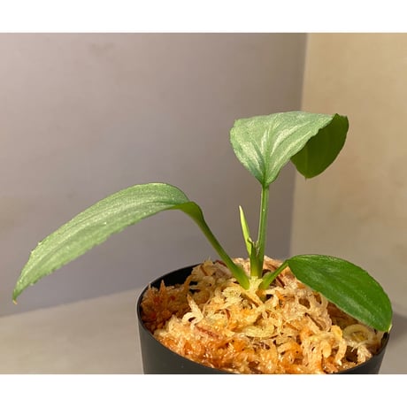 Homalomena sp. "Kayu Lapis" White Kal-barat [TB]